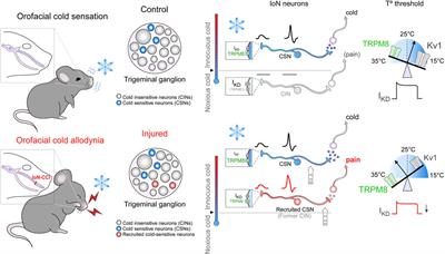 A functional unbalance of TRPM8 and Kv1 channels underlies orofacial cold allodynia induced by peripheral nerve damage